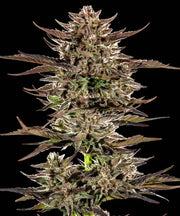 Frosted Zinn x 3 Bears OG Auto Strain
